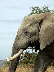 090516_Pilanesberg 165